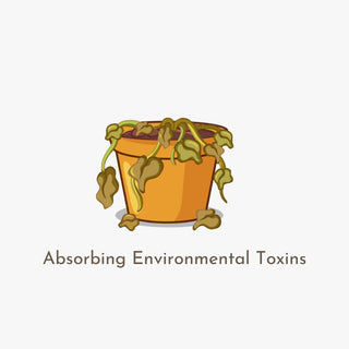 Absorbing Environmental Toxins